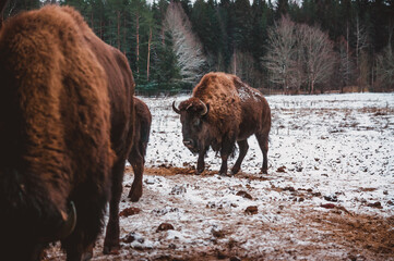 two bisons are coming to the feeder from the snowy winter field