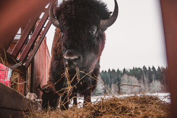a bison eating the hay from the feeder with the forest on the background © Anna