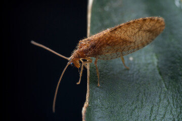 An insect called brown lacewing is on a black background in North China