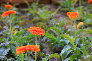 Beautiful gerberas are in the greenhouse, North China