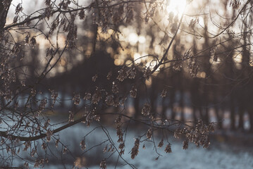 fallen tree branches rise in the foreground to the side. Behind the branches is a blurred snowy landscape with the setting sun. Pleasant environment. Nice bokeh