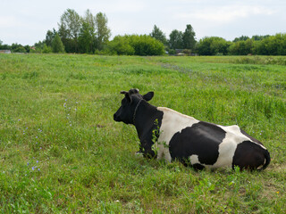 A white and black cow is lying on a green meadow.
