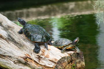 The Florida Red-bellied Turtle