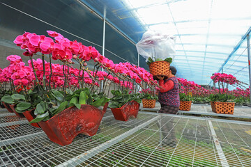 gardeners tidy up Phalaenopsis in plantations in North China