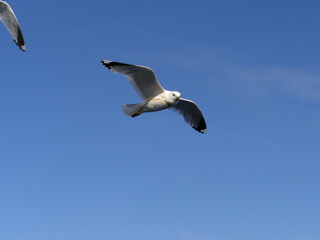 seagulls flying in blue sky