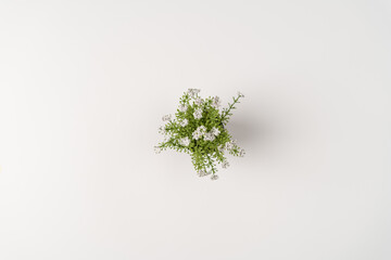 Top view, small cute green houseplant with white flowers isolated on white background