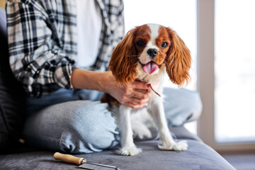 Unrecognizable female sit on sofa stroking puppy dog, having rest, relaxed at home. Cropped woman...