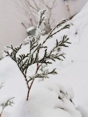 branches in frost cold winter day in January