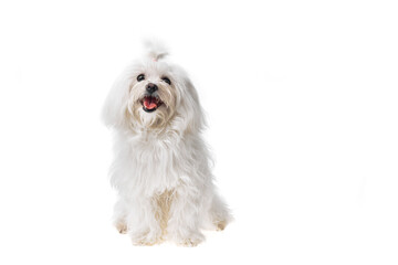 Beautiful and cute white bichon maltese dog over isolated background. Studio shoot of purebreed bichon puppy.