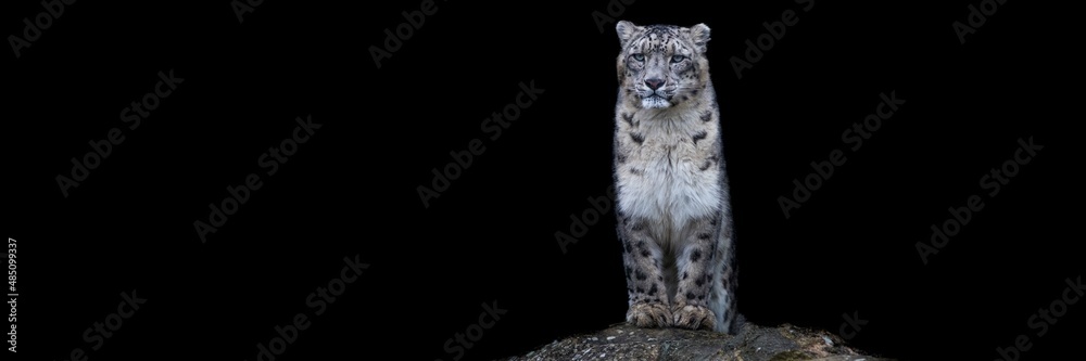 Canvas Prints snow leopard with a black background