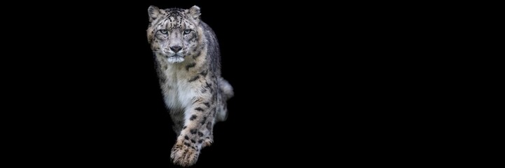 Snow leopard with a black background