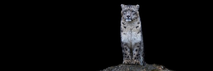 Fototapeta na wymiar Snow leopard with a black background