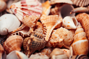 a lot of different empty sea shells, natural background, macro details