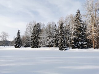 Winter in Pavlovsky Park white snow and cold trees