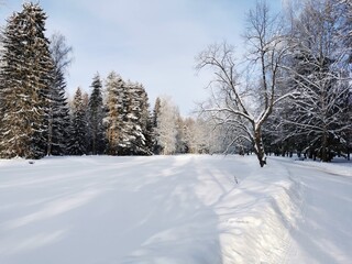 Winter in Pavlovsky Park white snow and cold trees