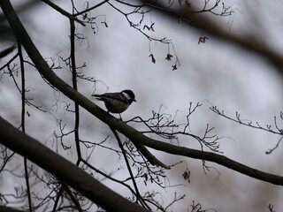 遊んでいるシジュウカラの写真