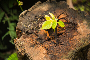 young plant grow in decay log