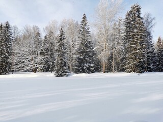 Fototapeta premium Winter in Pavlovsky Park white snow and cold trees
