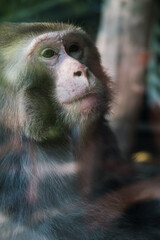 Portrait of a monkey. The beautiful world of wildlife