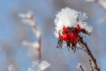 Winter berries of red wild rose hips in the winter season with white sparkling fluffy snow on top