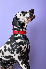Portrait of beautiful dalmatian dog looking up sitting on purple studio background. Portrait of...