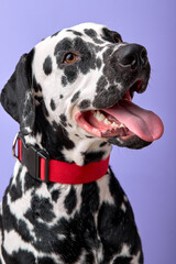 Portrait of dalmatian dog looking curious isolated over purple background with space for copy. close-up young pet dog animal with spotted body