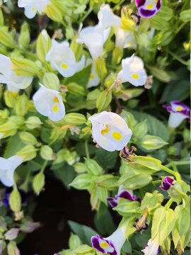 white flowers are looking bright and fresh every day. 