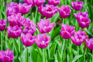 Tulip flowers for decoration, beauty, postcard and agricultural concept design.