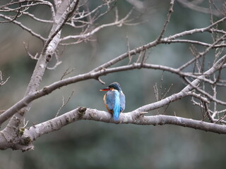 野鳥の宝石と言われているカワセミの写真