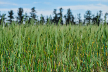 Green wheat field with tree background and cloudy sky