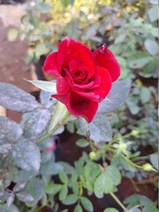 Red bright dark lovely rose for rose day.
