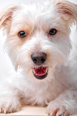 young shaggy puppy maltipu sits in studio on white studio background, copy space. Companion. Maltipu little dog is posing. Cute playful doggy or pet.Concept of pets love. Looks delighted, funny.
