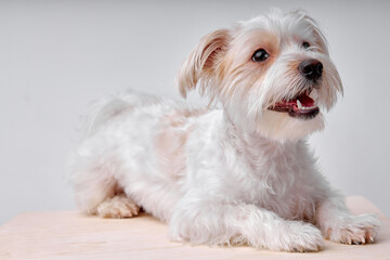 Cute 2 yeard old maltipu puppy with white fur wool. Small adorable doggy looking at side. Close up, copy space, isolated white studio background.