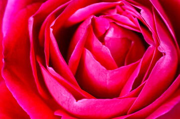 Red rose showing fine texture