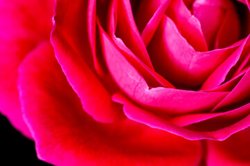 Red rose showing fine texture