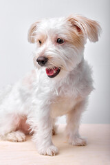 Cute 2 yeard old maltipu puppy with white fur wool. Small adorable doggy. Close up, copy space, isolated white studio background.