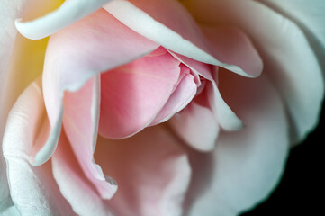 White rose showing fine texture