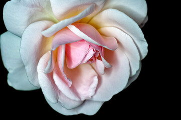 White rose showing fine texture