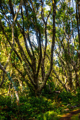 Madeira - Levada do Moinho