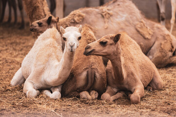 3 Cute baby camels sitting next to each other