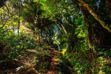 Madeira - Levada do Moinho