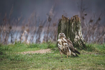 Mäusebussard am Luderplatz