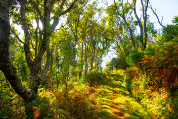 Madeira - Levada do Moinho