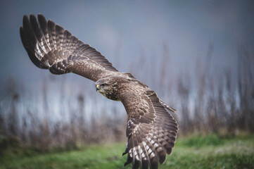 Mäusebussard am Luderplatz