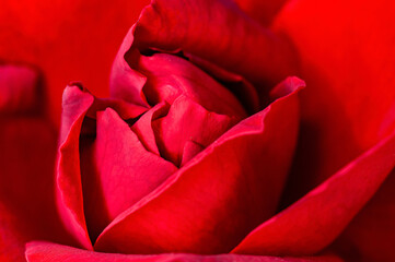Closeup of red rose showing nice texture