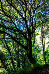 Madeira - Levada do Moinho