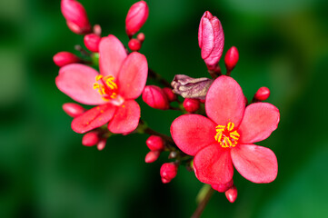 Obraz premium Beautiful pink flowers and buds on a plant