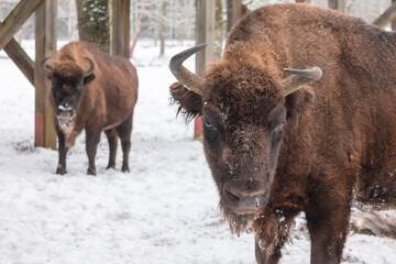Bison bonasus - European bison. Hairy strong animal. European species of bison. It is one of the extant species.