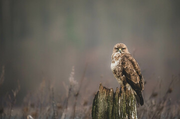 Mäusebussard am Luderplatz