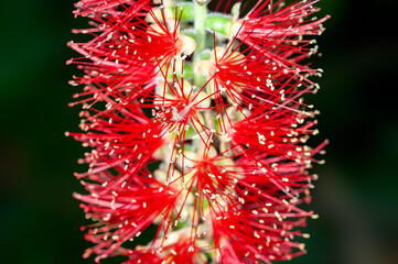 Closeup of red bottlebrush flower